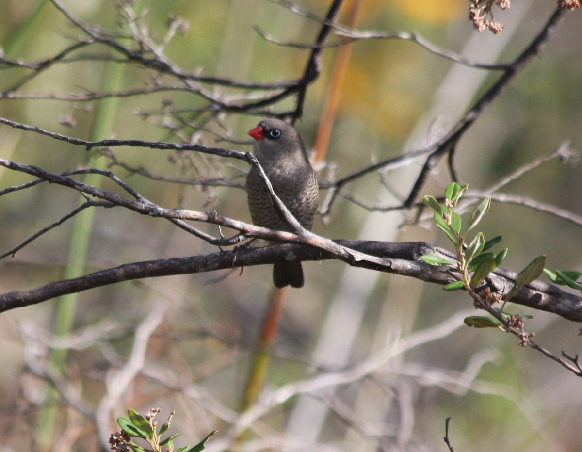 Red-eared Firetail - ML84400741