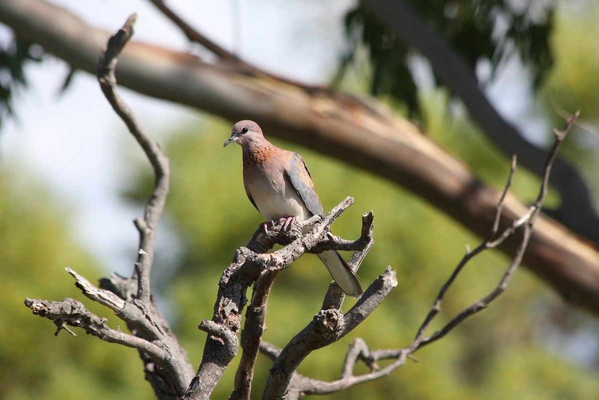 Laughing Dove - ML84400821