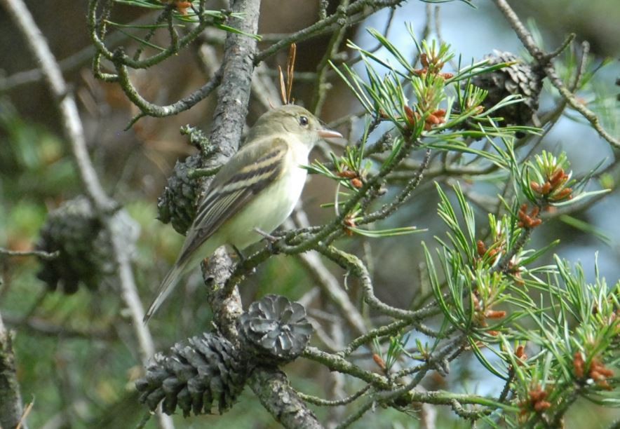 Acadian Flycatcher - ML84401321