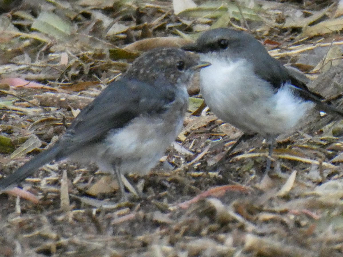 White-breasted Robin - ML84402091