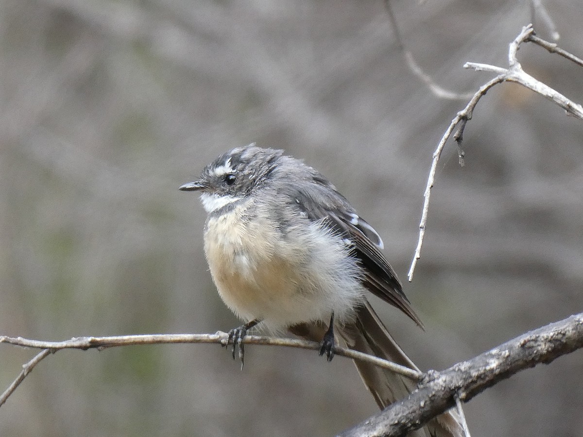 Gray Fantail - ML84402121