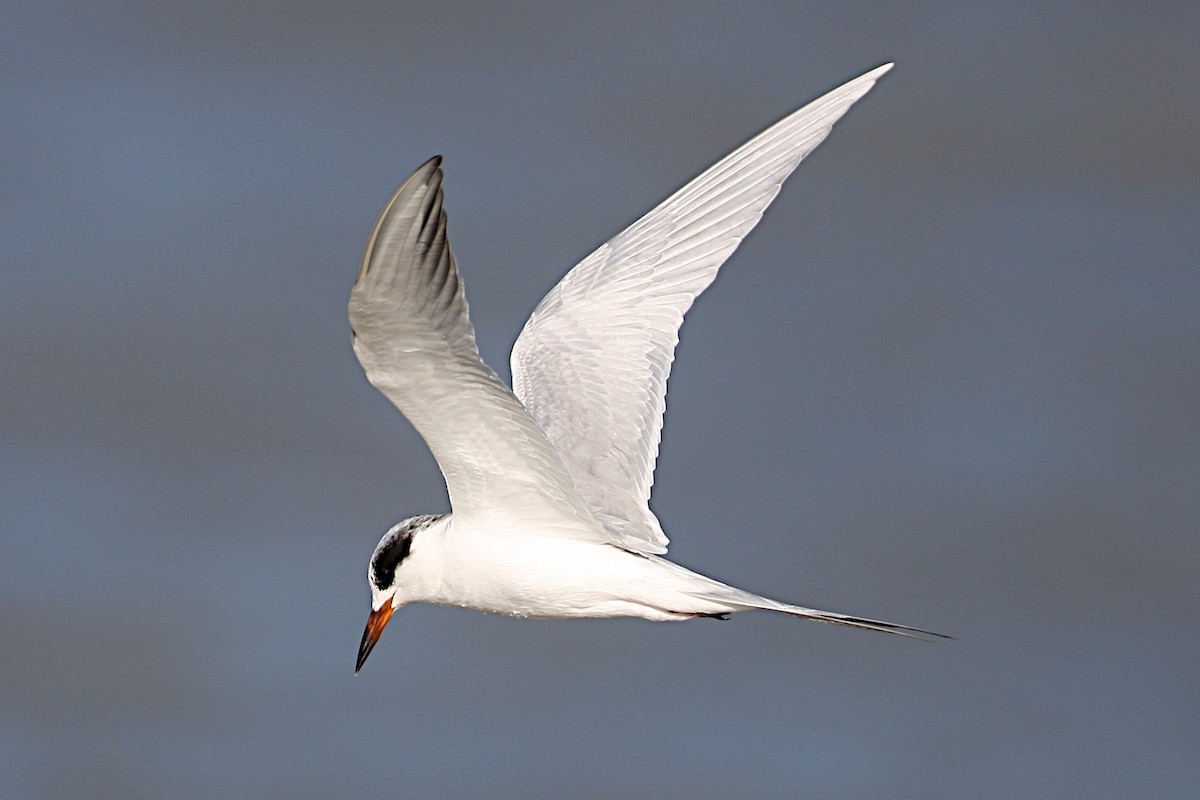 Forster's Tern - Tamuk Ornithology