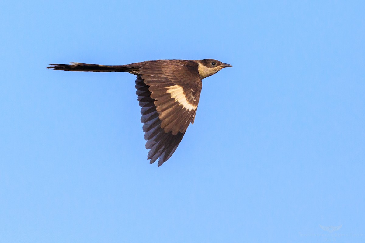 Pied Cuckoo - Mohith Shenoy