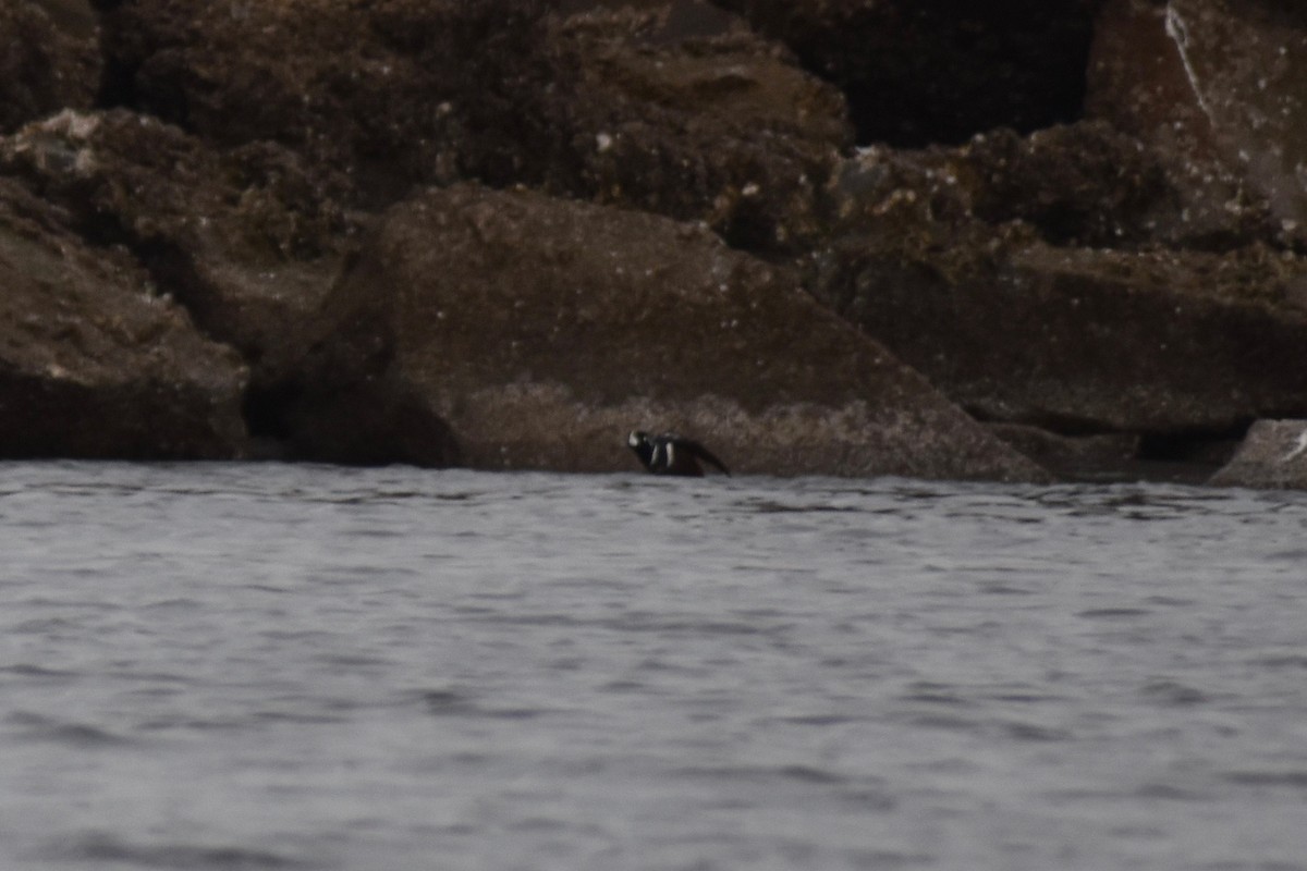 Harlequin Duck - John Patten Moss