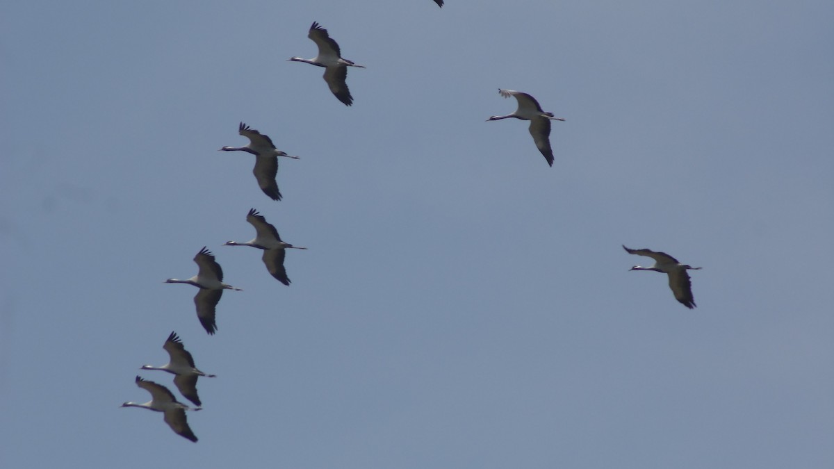 Demoiselle Crane - ML84405051