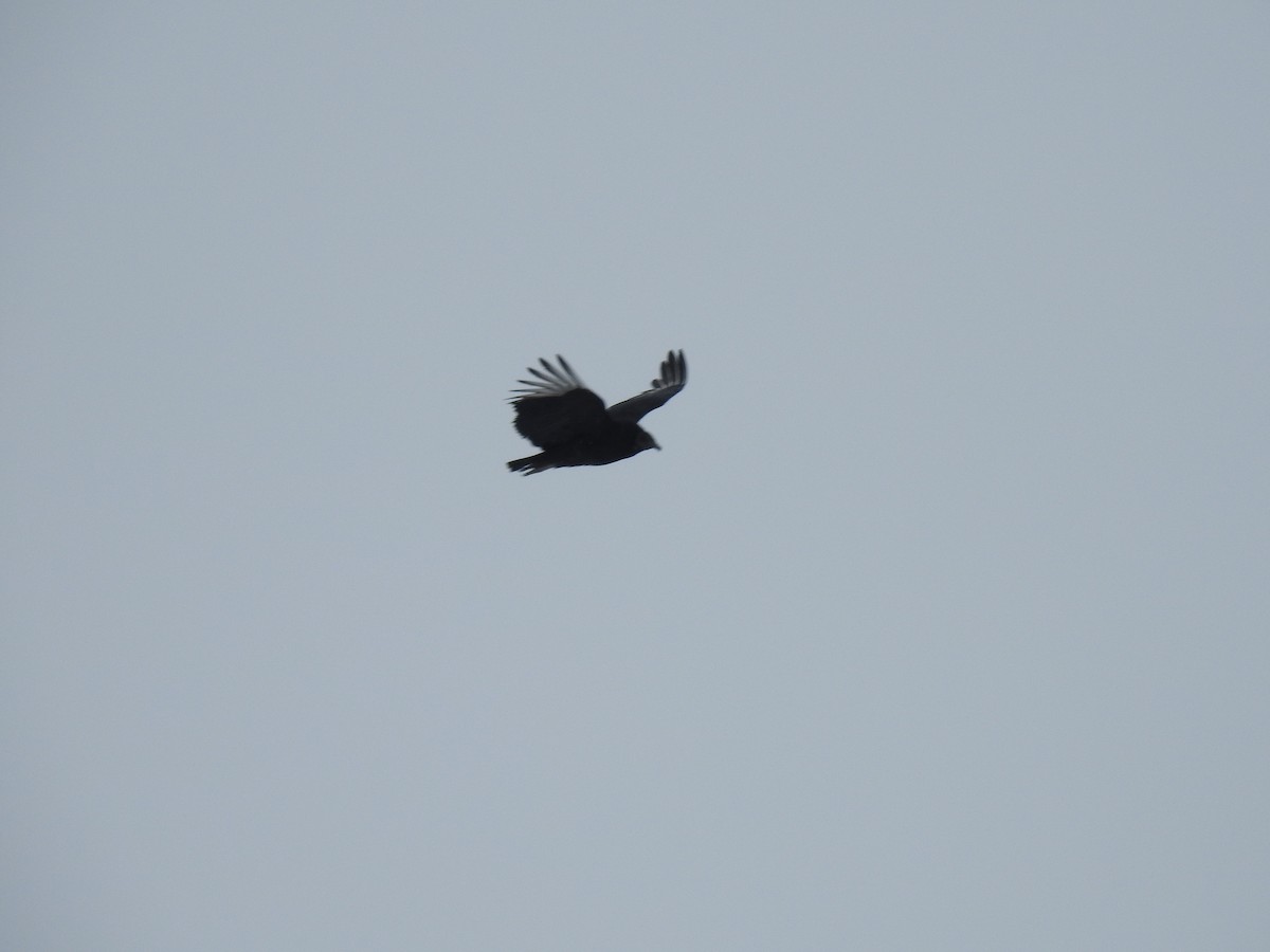 Black Vulture - ML84406381
