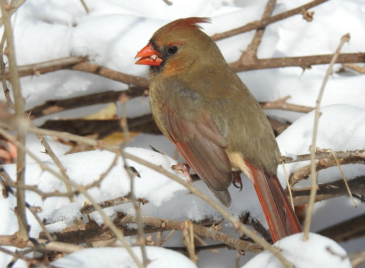 Northern Cardinal - ML84407561