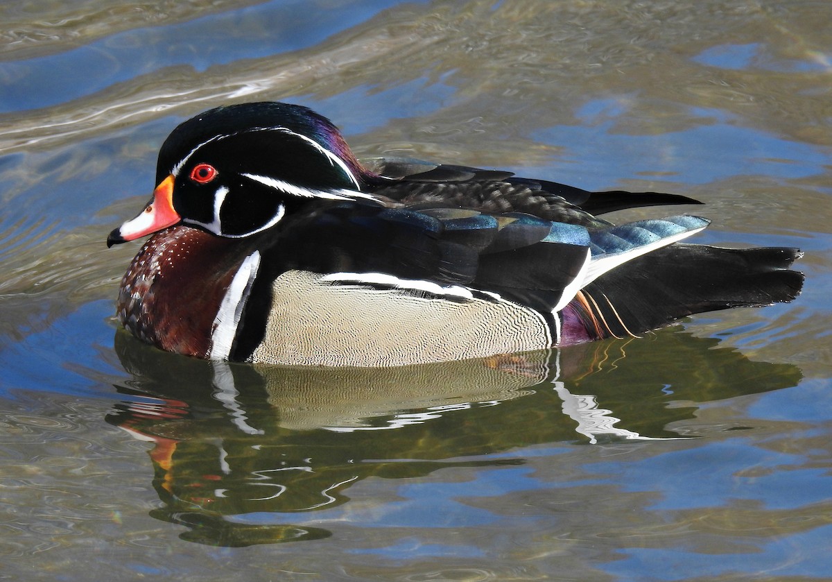 Wood Duck - ML84407811