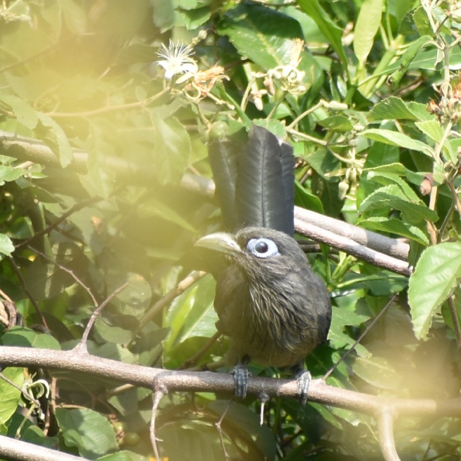 Blue-faced Malkoha - Mohammed Hirash