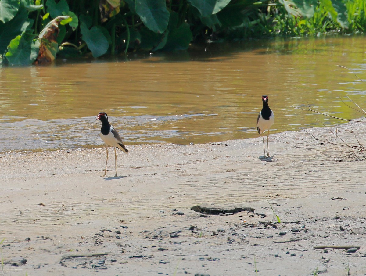 Red-wattled Lapwing - ML84408561