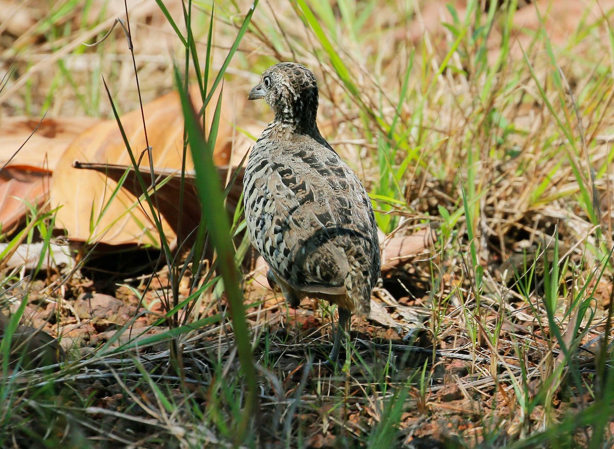 Barred Buttonquail - Neoh Hor Kee