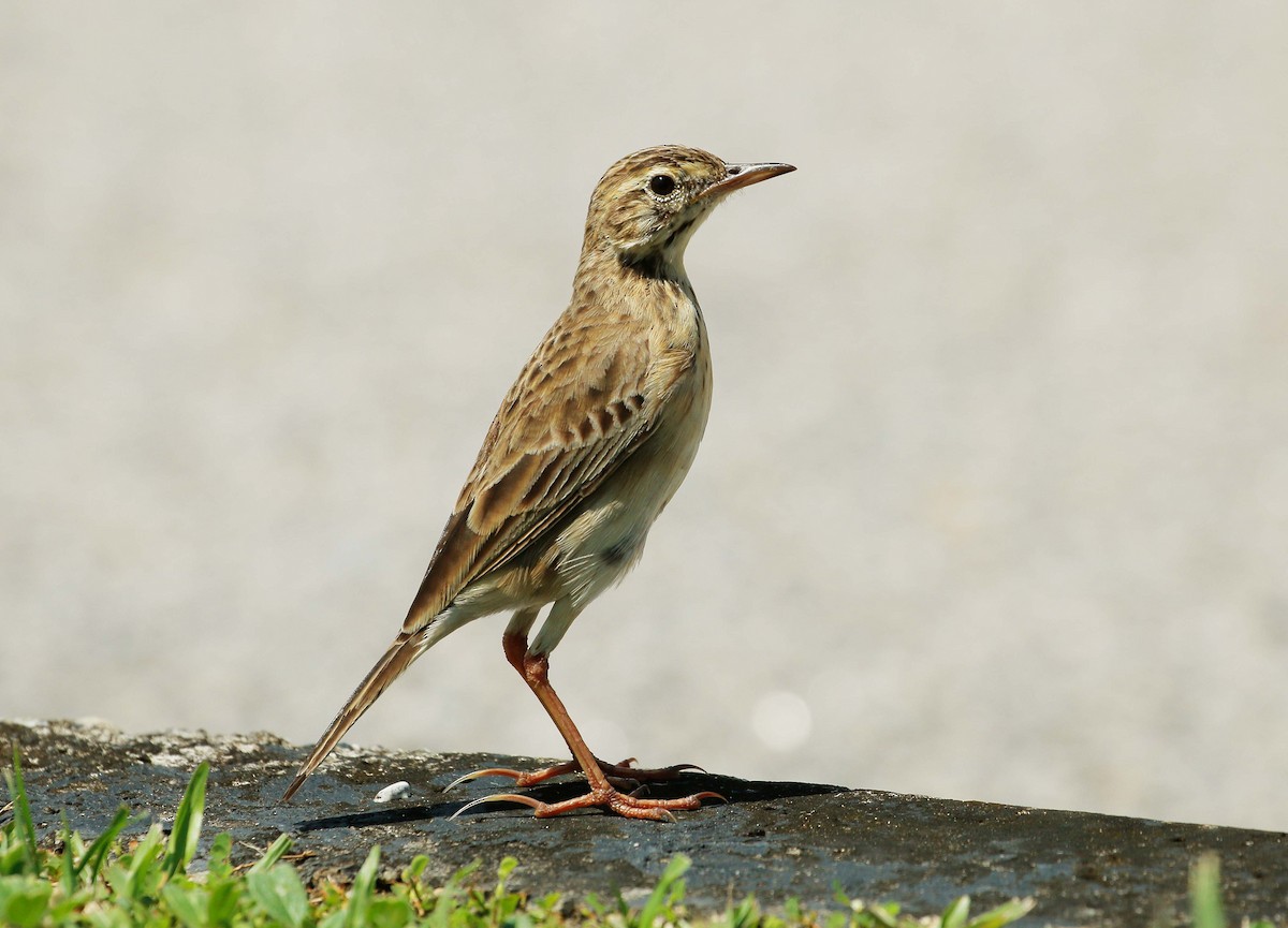 Paddyfield Pipit - Neoh Hor Kee