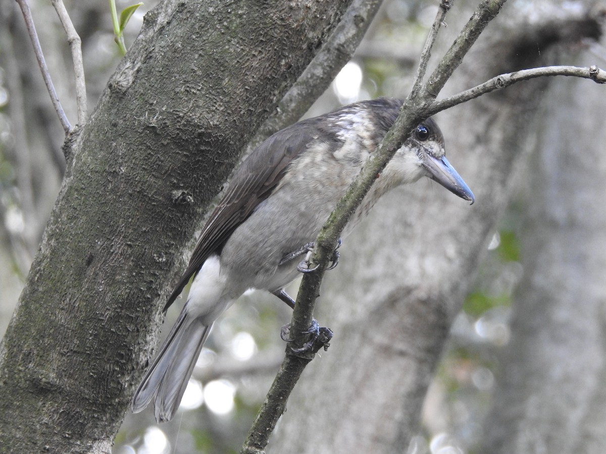 Gray Butcherbird - Richard Murray