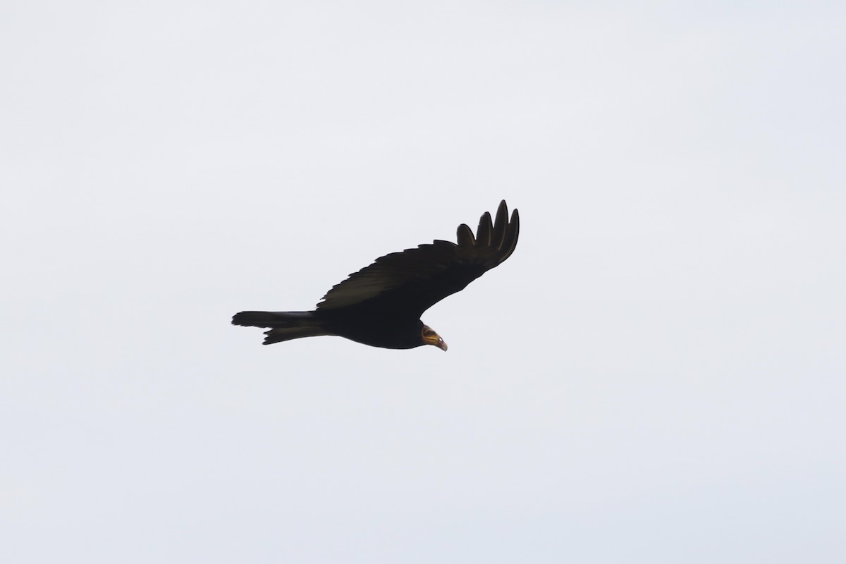 Greater Yellow-headed Vulture - Eric Heisey