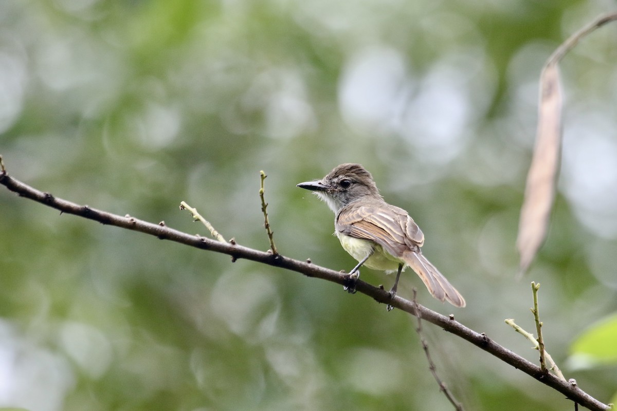 Short-crested Flycatcher - Eric Heisey