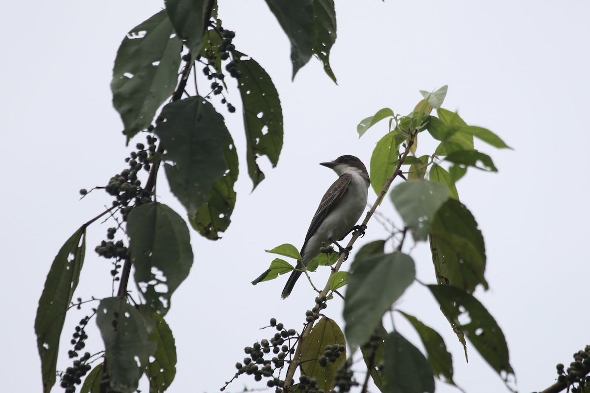 Eastern Kingbird - ML84409641