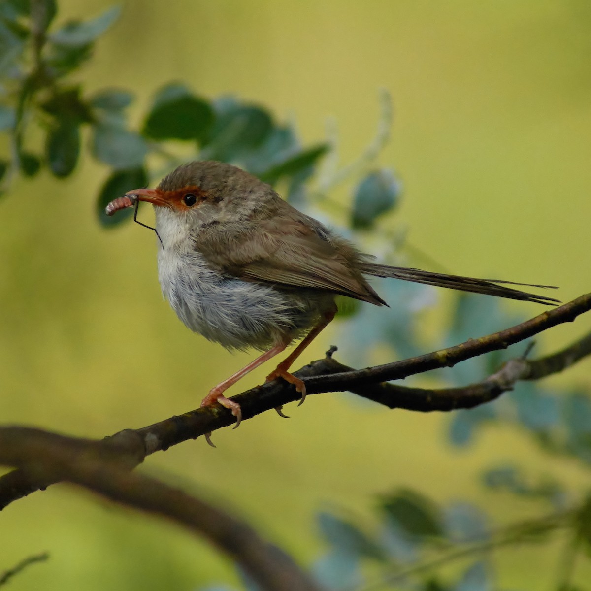 Superb Fairywren - ML84410691