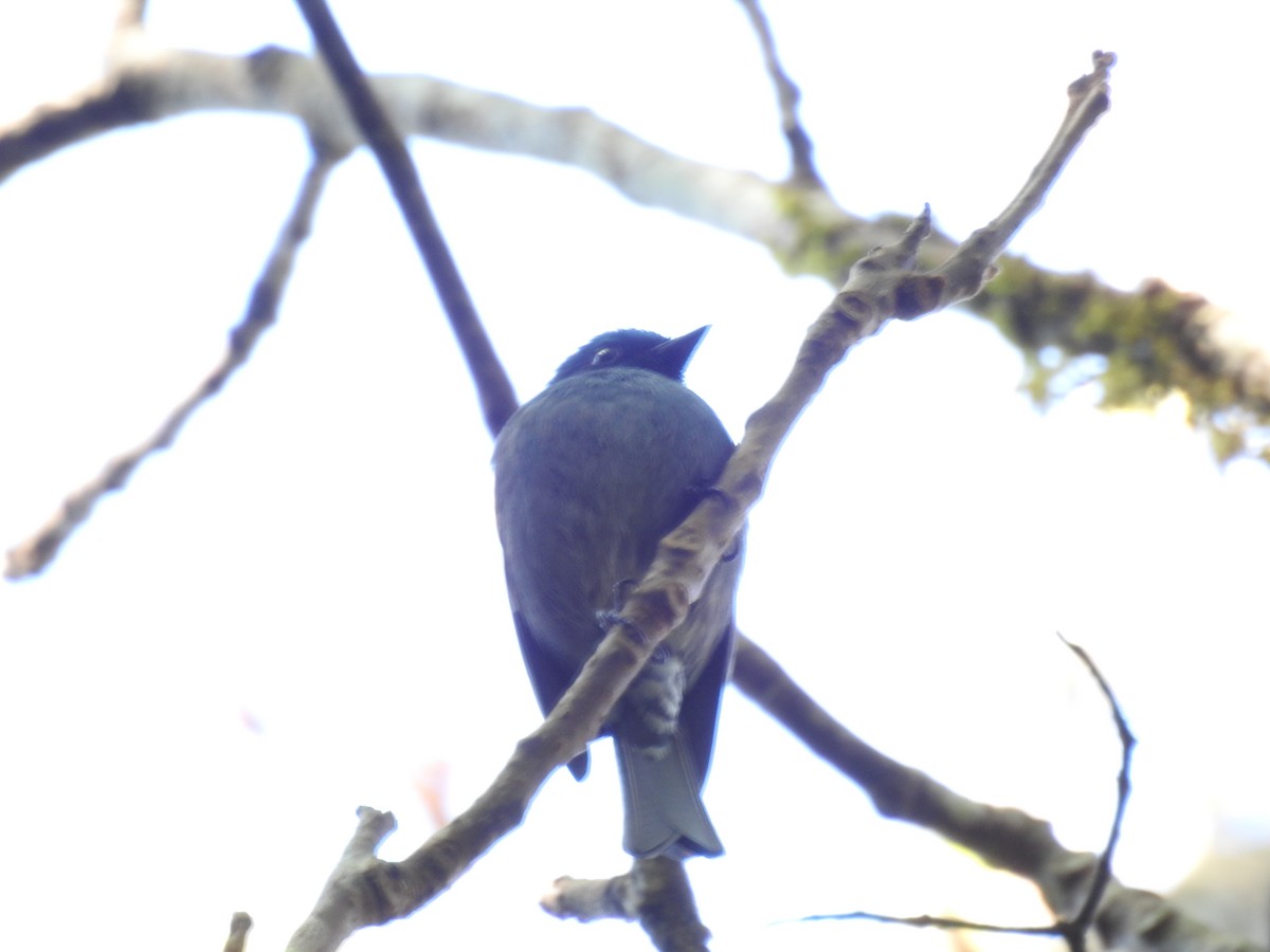 Nilgiri Flycatcher - ML84412151