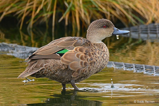 Chestnut Teal - ML84412351