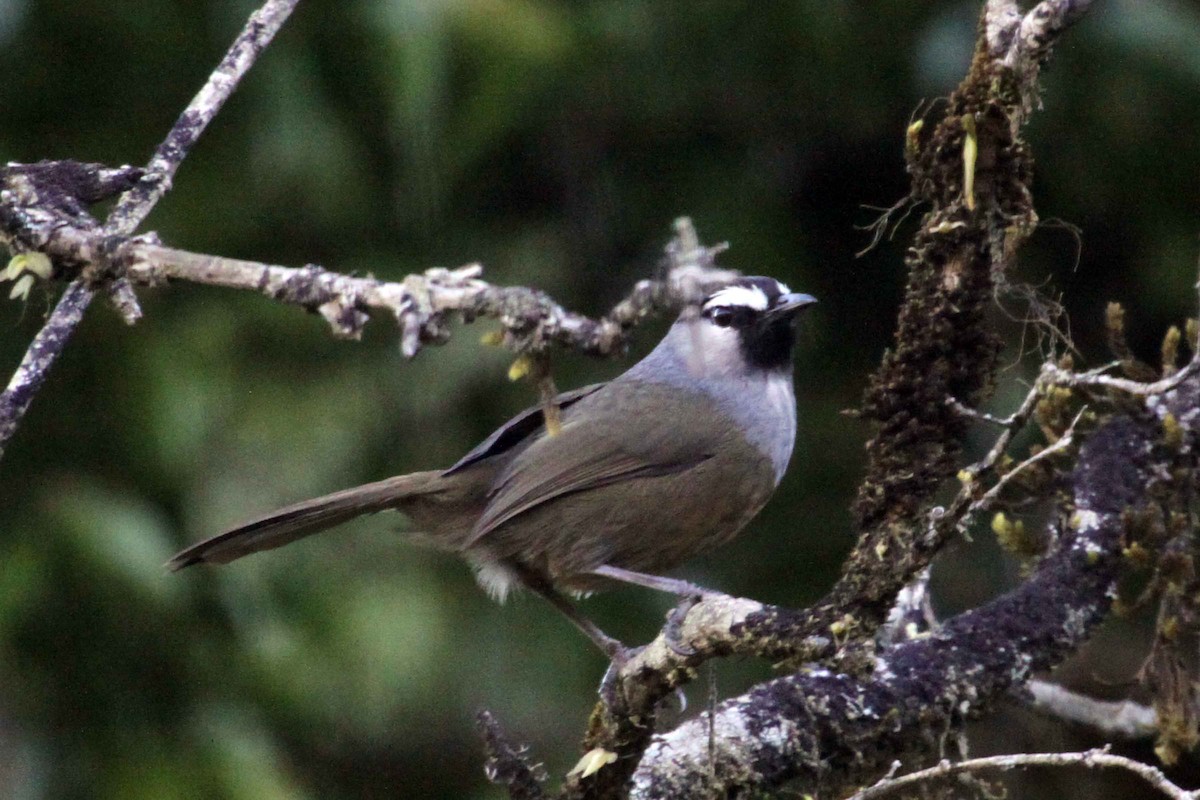 Banasura Laughingthrush - vishnudas ck