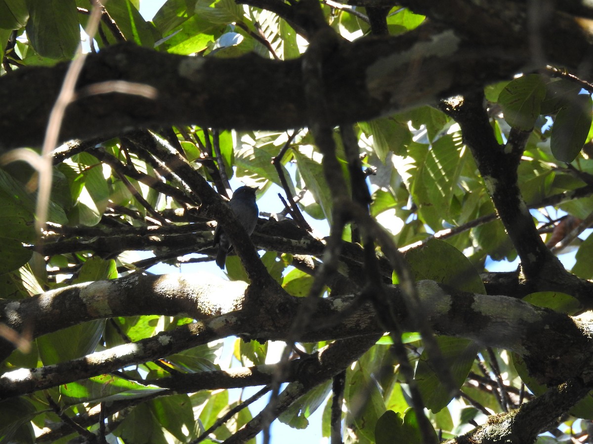 Nilgiri Flycatcher - ML84412681