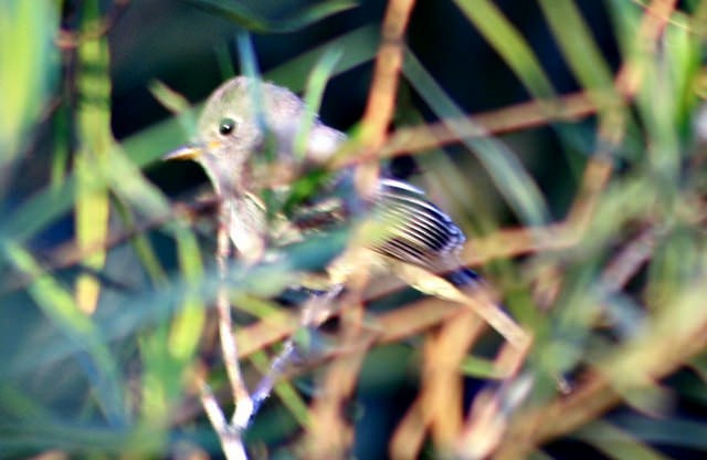 Gray Flycatcher - ML84412871