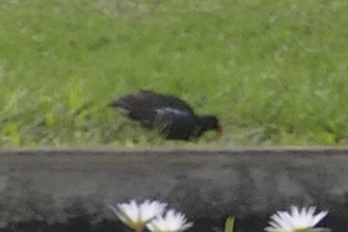 Eurasian Moorhen - ML84413841