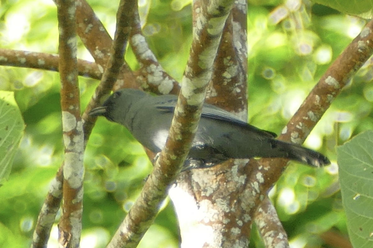 Common Cicadabird (Palau) - ML84414191