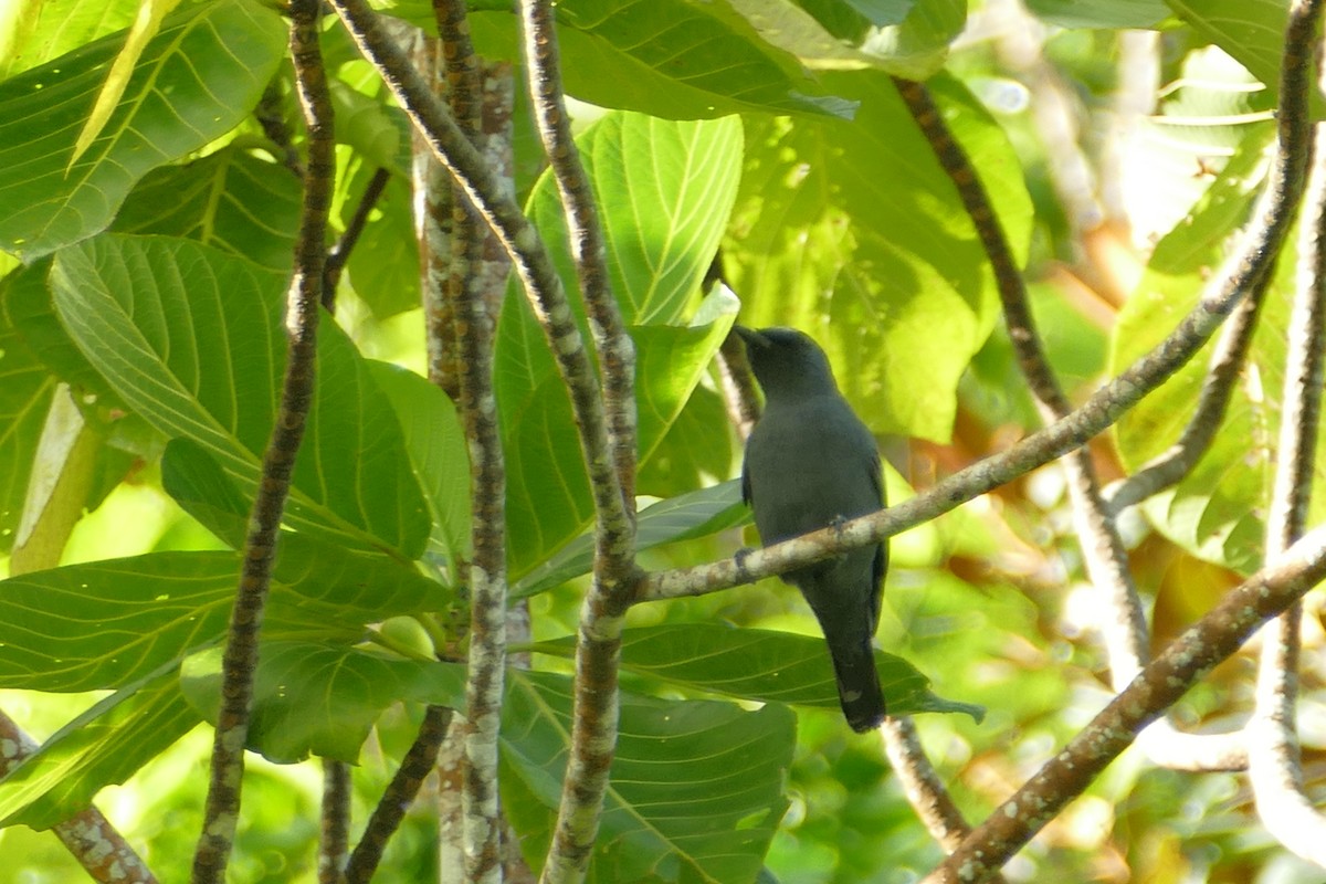 Common Cicadabird (Palau) - ML84414251
