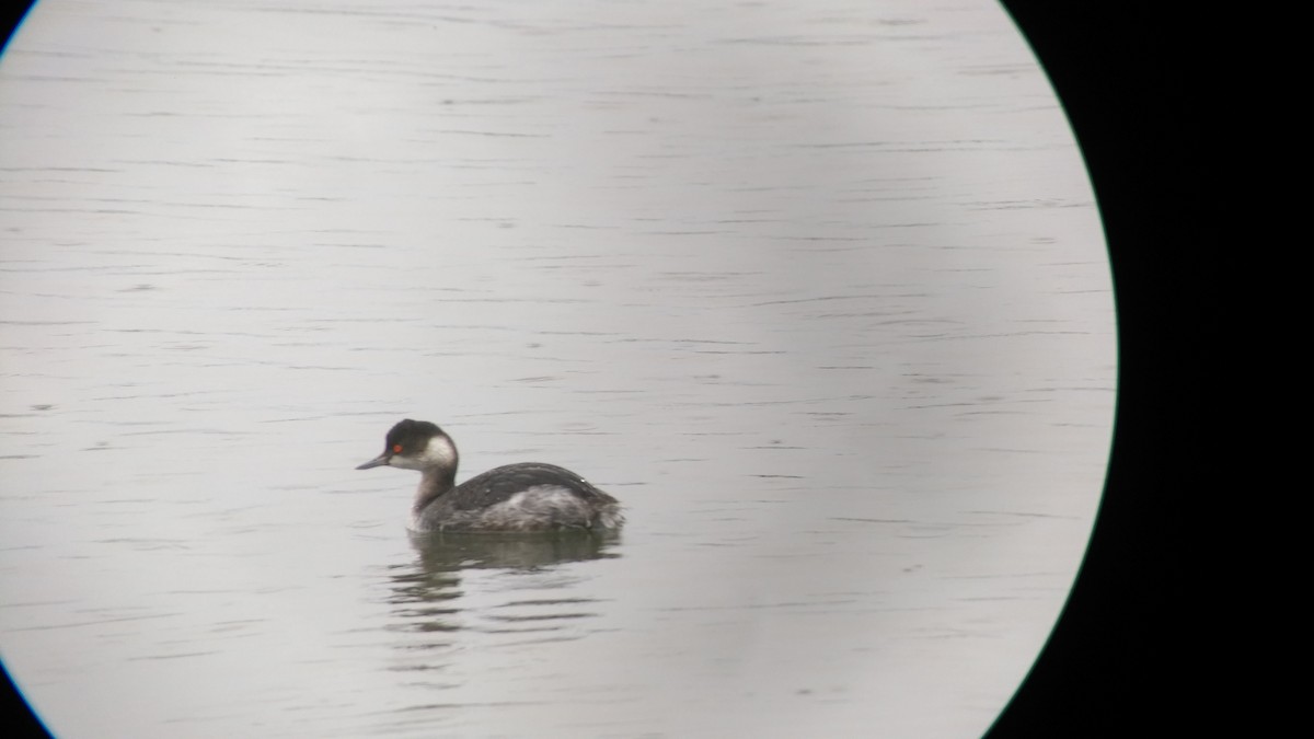 Eared Grebe - ML84414691