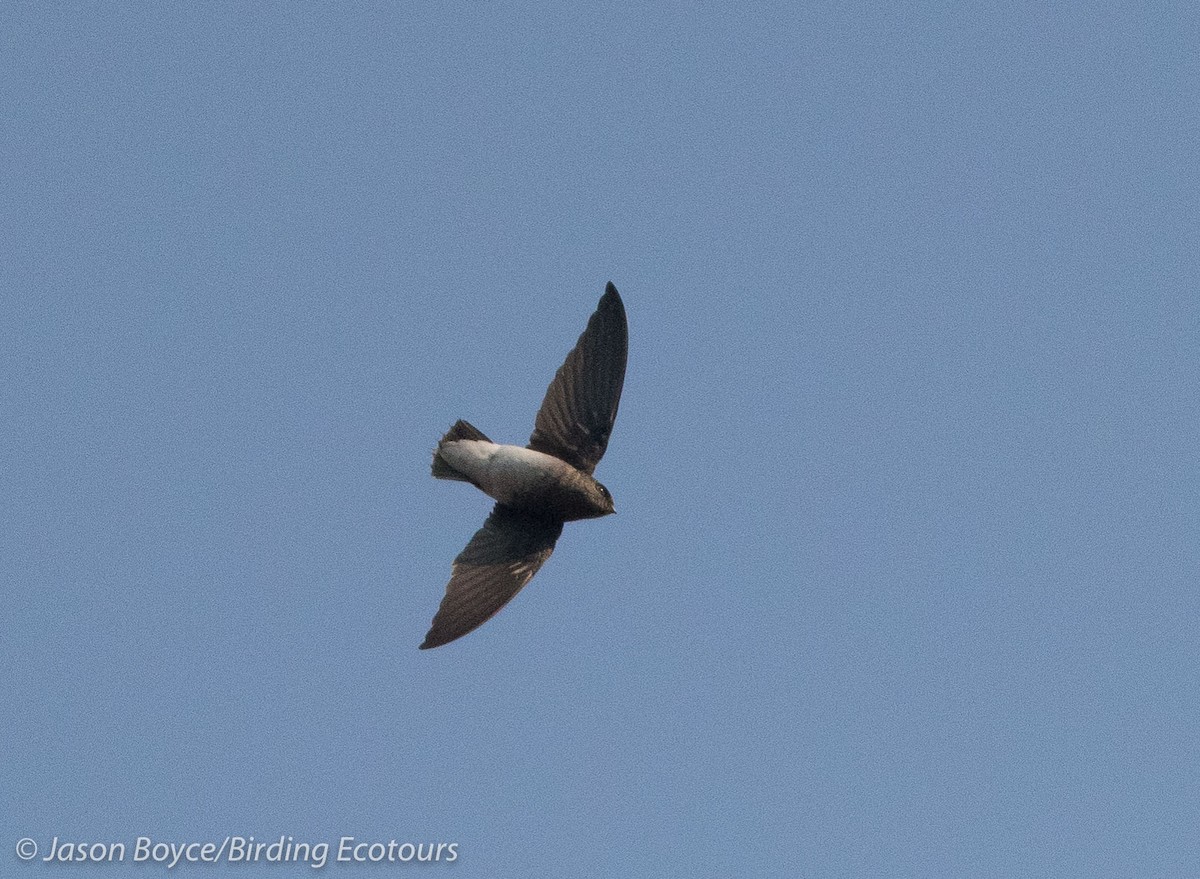 White-rumped Spinetail - Jason Boyce