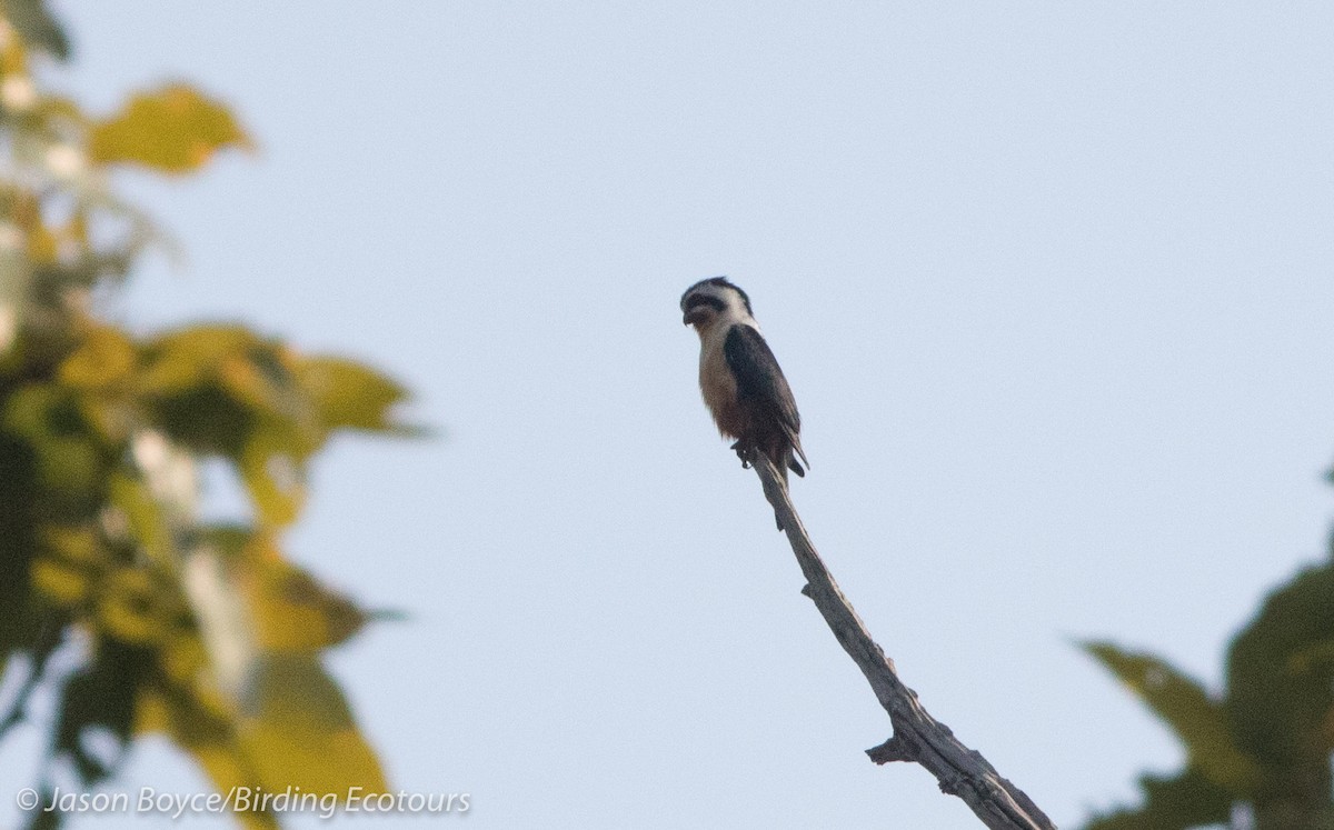 Collared Falconet - ML84414911