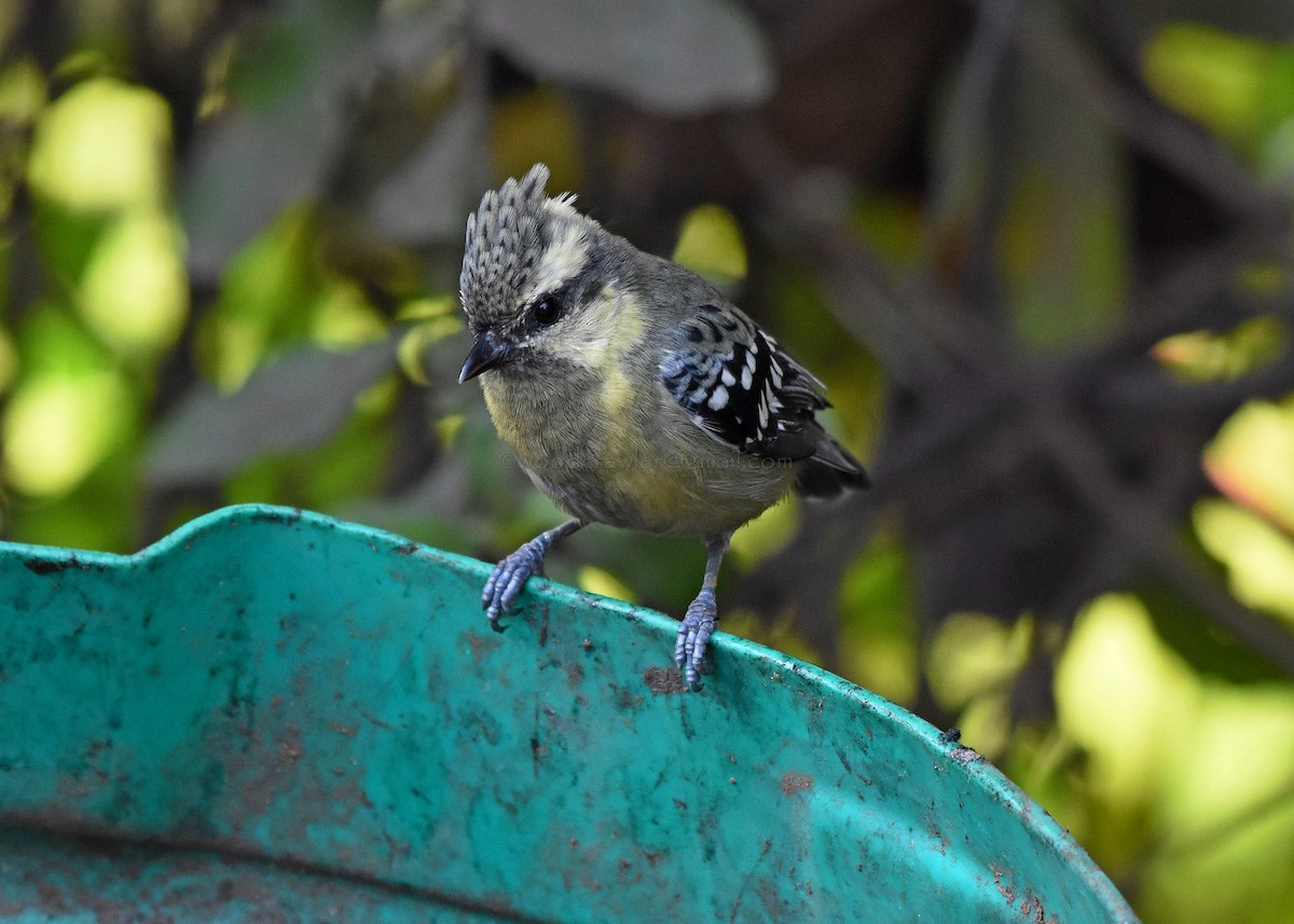 Indian Yellow Tit - Rajesh Radhakrishnan