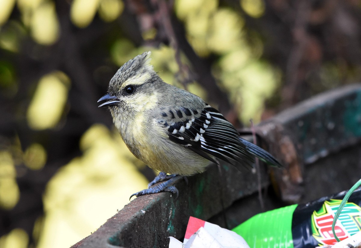 Indian Yellow Tit - Rajesh Radhakrishnan