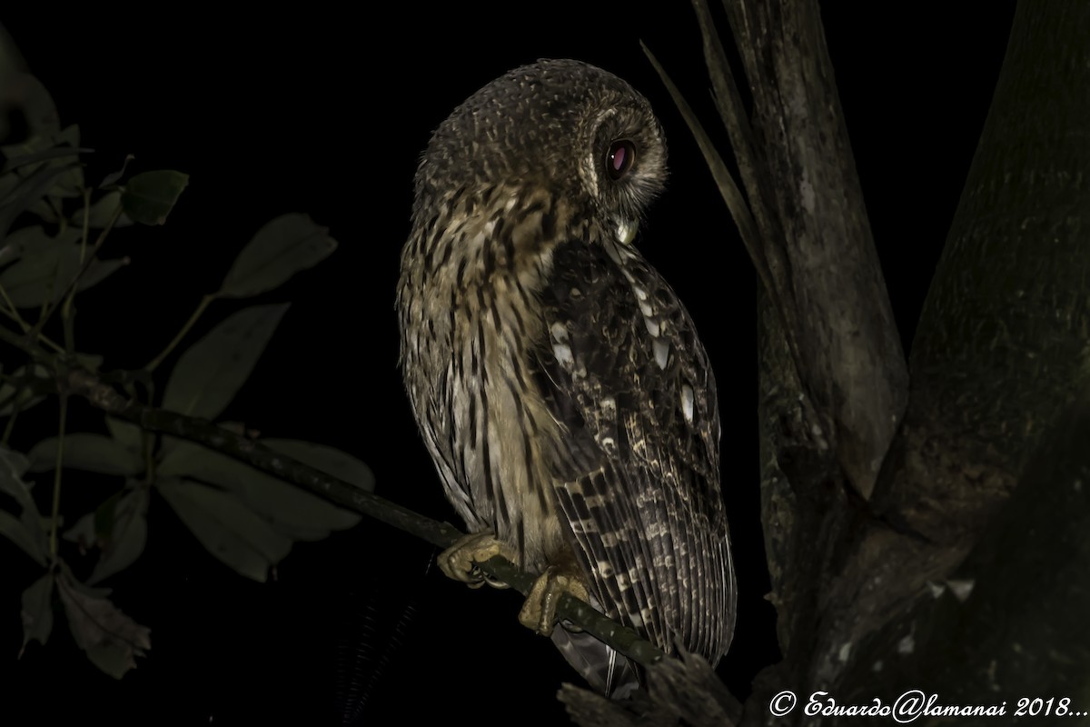 Mottled Owl - ML84415561