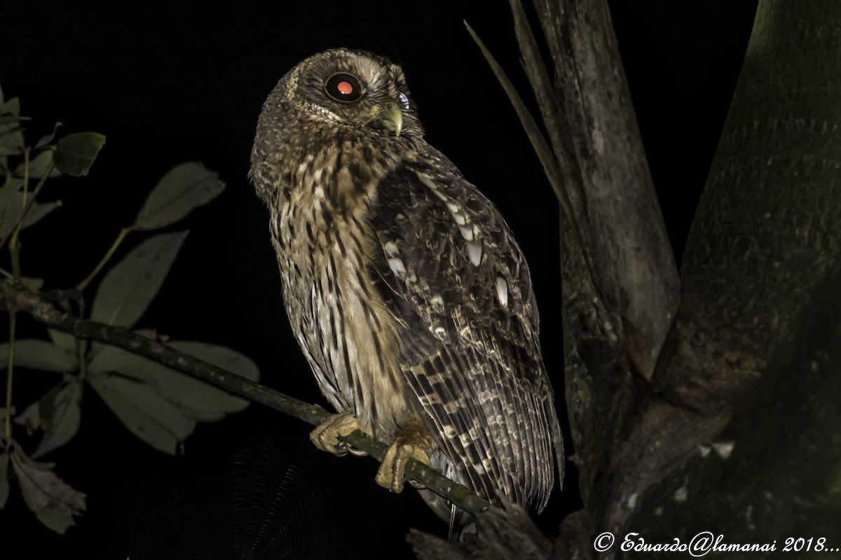 Mottled Owl - ML84415591