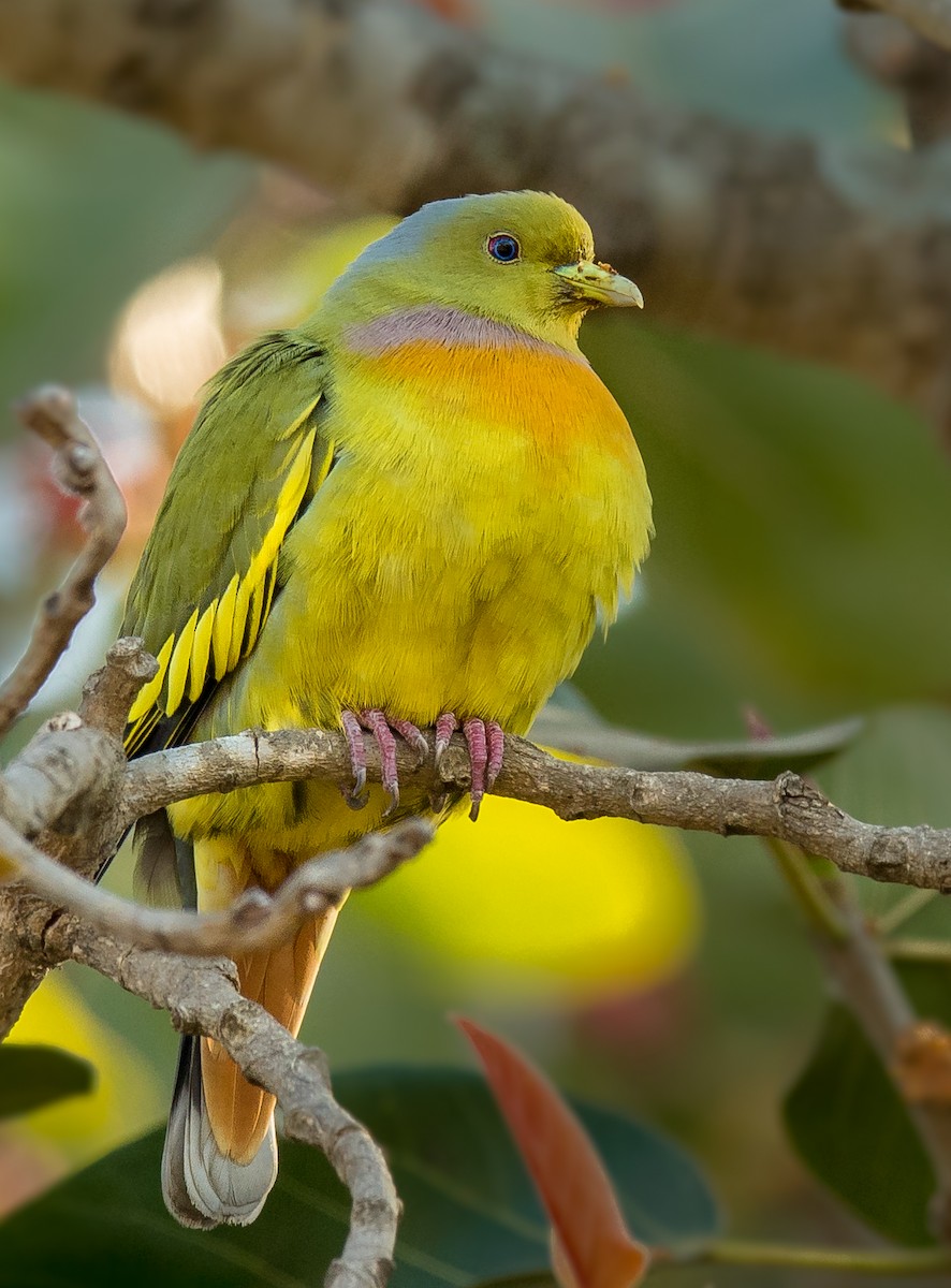 Orange-breasted Green-Pigeon - ML84417231