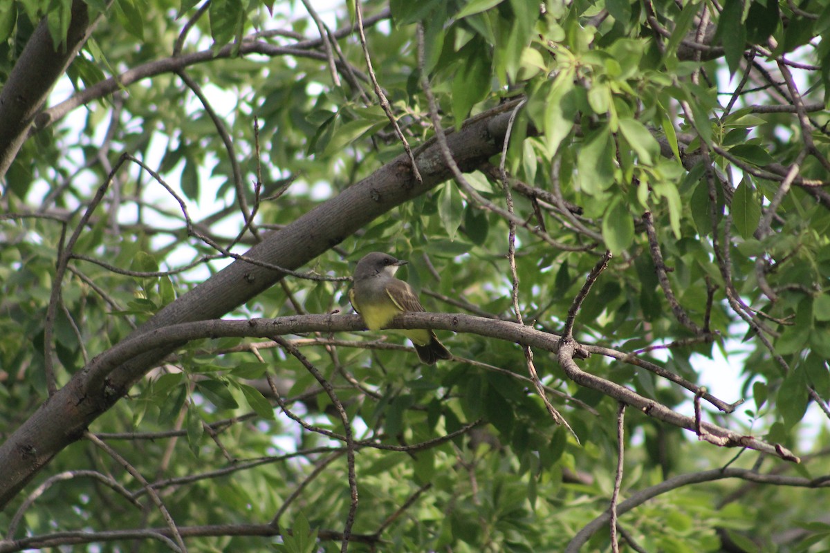 Cassin's Kingbird - ML84418371