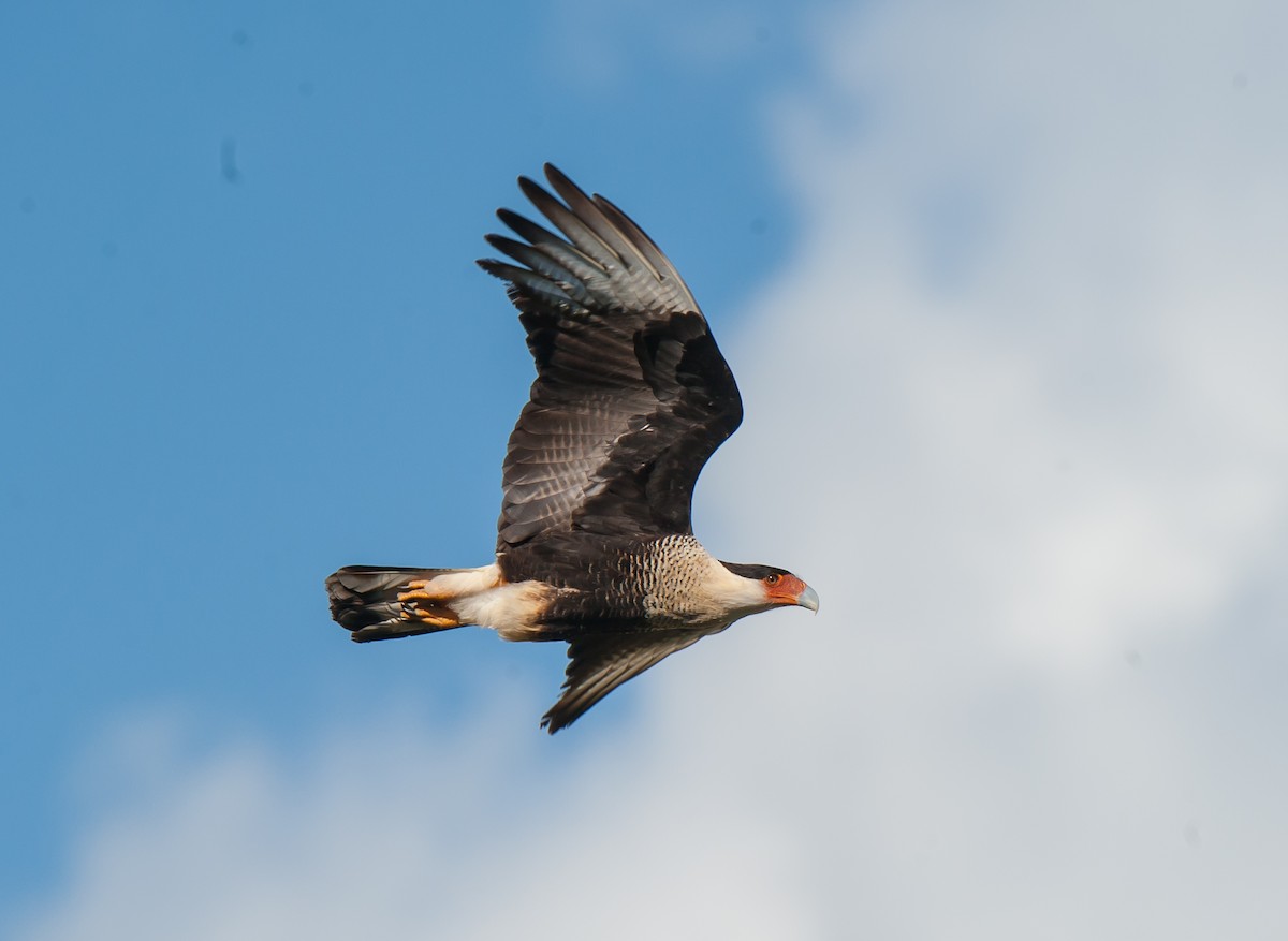 Crested Caracara (Northern) - ML84418401