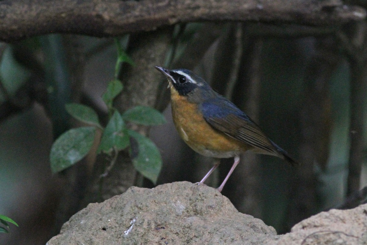 Indian Blue Robin - ML84420381