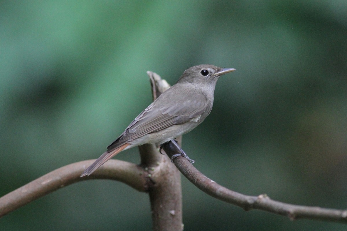 Rusty-tailed Flycatcher - Michael McCloy