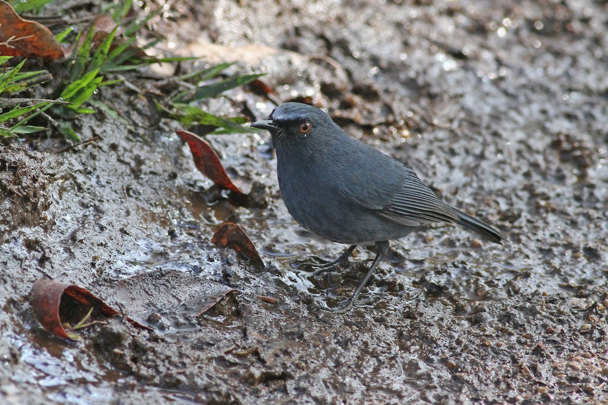 Myiomèle à ventre blanc - ML84421121