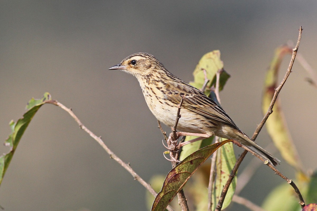 Nilgiri Pipit - Michael McCloy