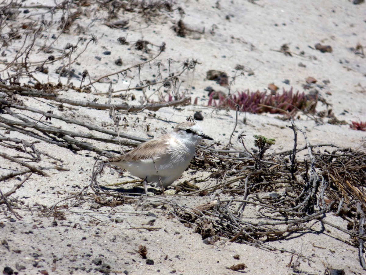 White-fronted Plover - ML84424781