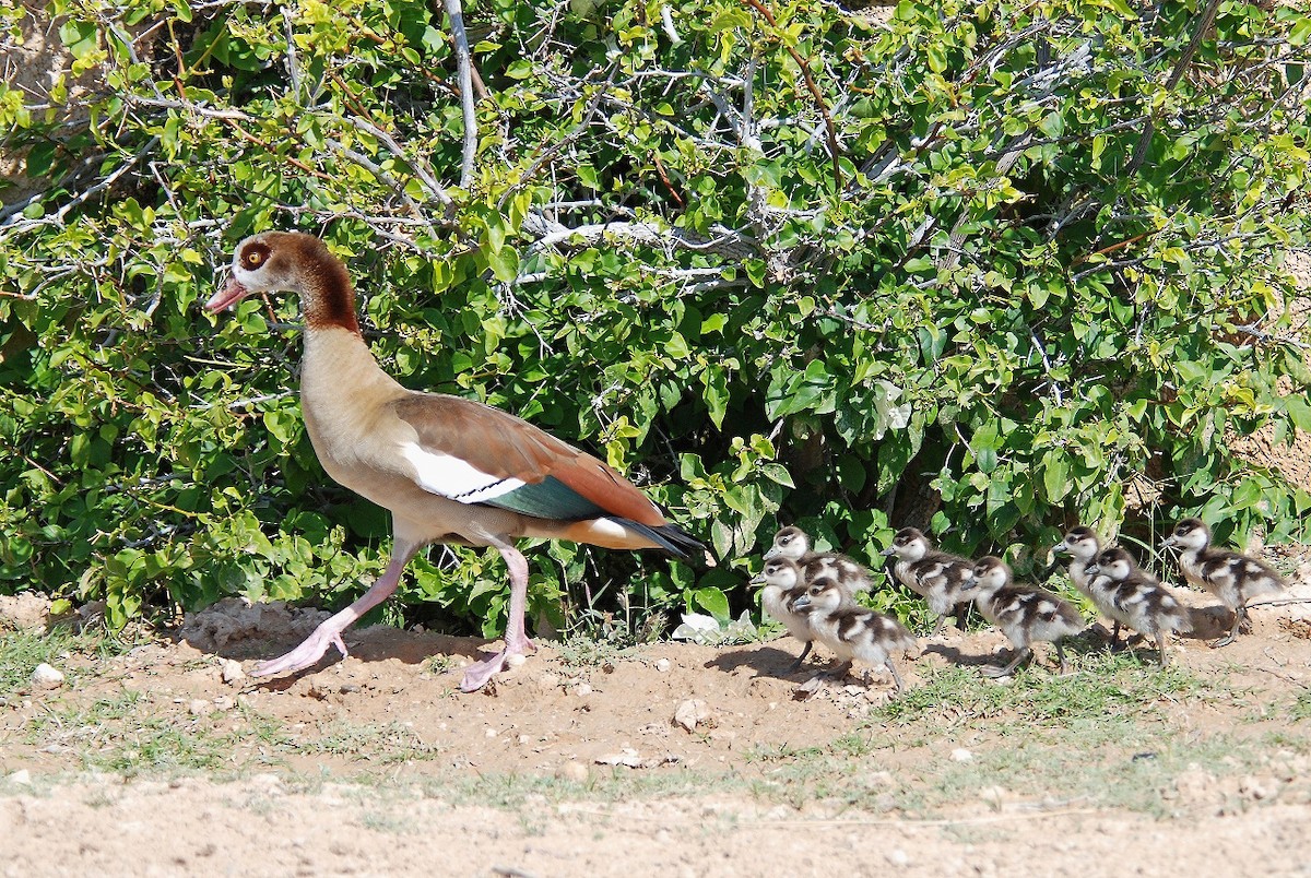 Egyptian Goose - Peter Arras