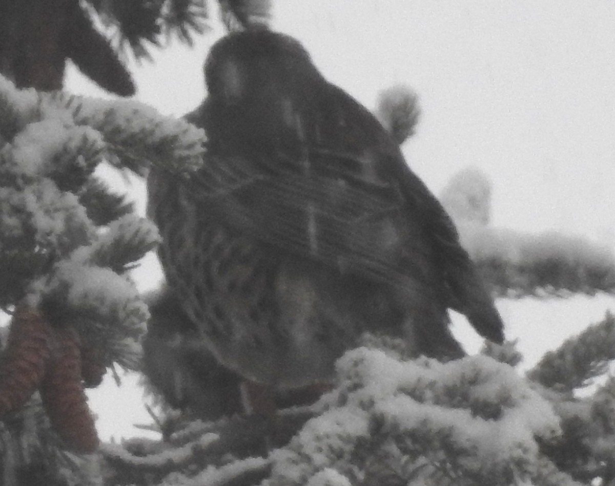 Mistle Thrush - Lucio 'Luc' Fazio