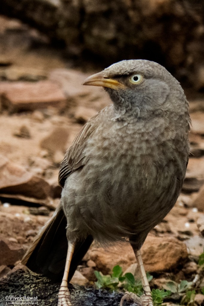 Jungle Babbler - Vivek Rawat