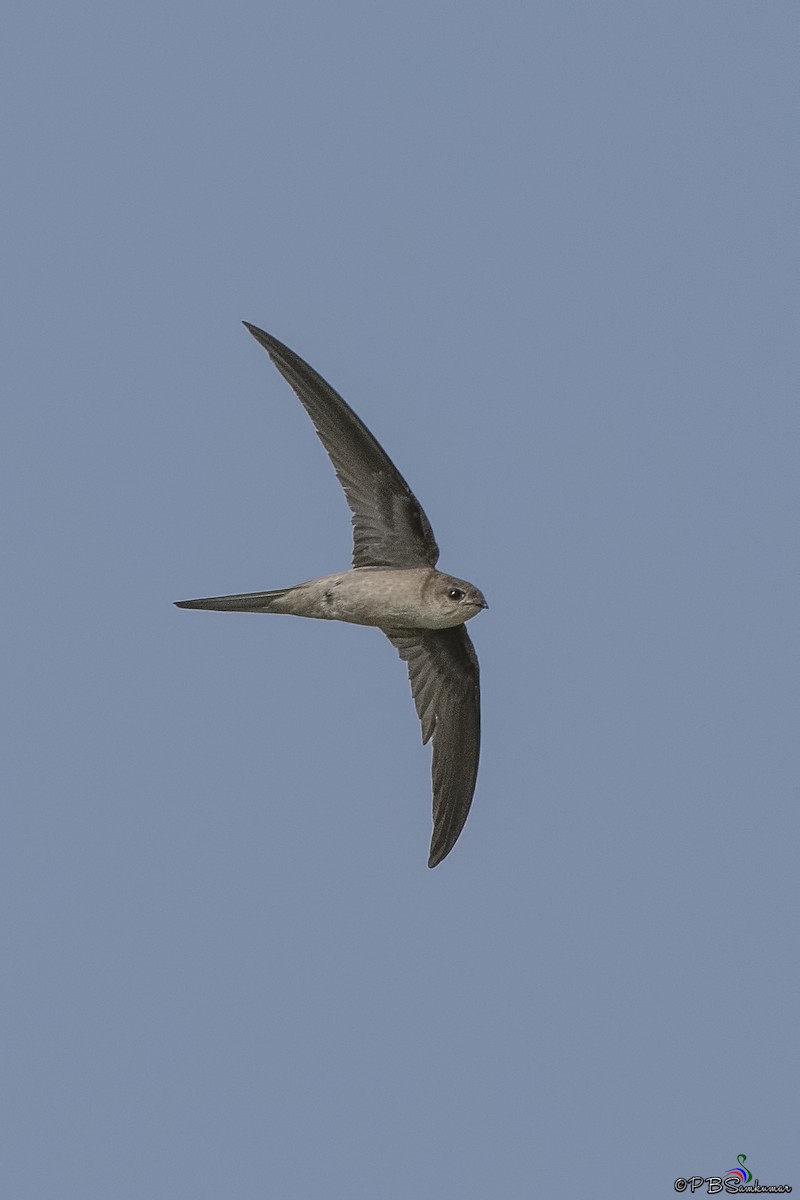 Asian Palm Swift - ML84426491