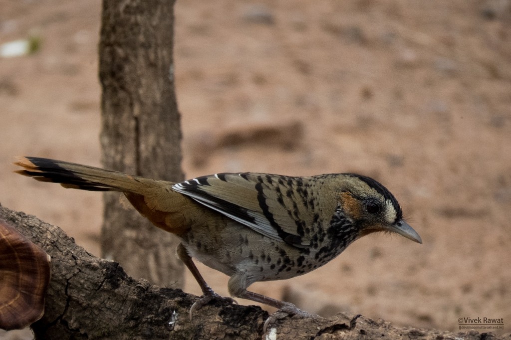 Rufous-chinned Laughingthrush - Vivek Rawat