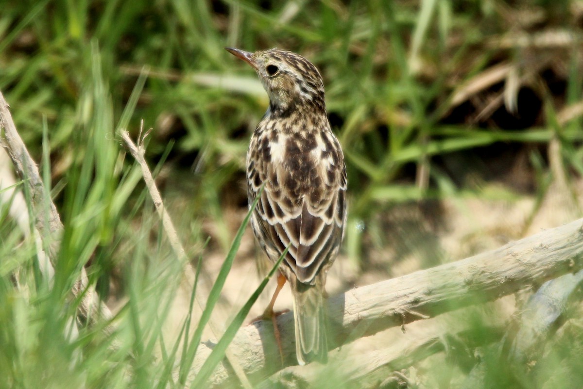 Peruvian Pipit - ML84426701